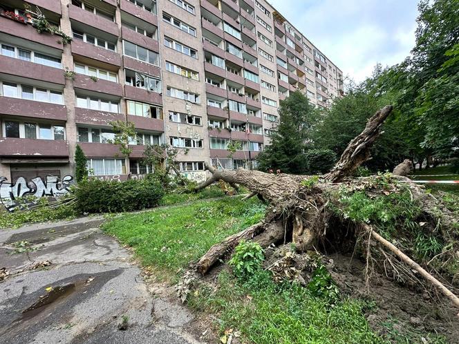  Drzewo runęło na blok! Roztrzaskane szyby w oknach, rozryta elewacja i zarwane balkony