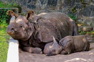 Ważący 40 kg niemowlak i ponad dwutonowi rodzice. Wrocławskie zoo chce rozmnożyć nosorożce [AUDIO]