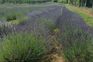Lawendowe Ranczo w powiecie sandomierskim