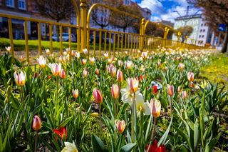 Kwietna łąka na ul. Dubois