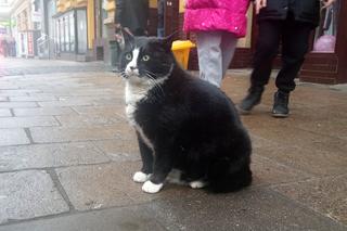 Kot Gacek ze Szczecina