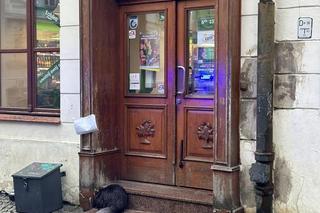 Przestraszone zwierzę wtuliło się w schody przed sklepem