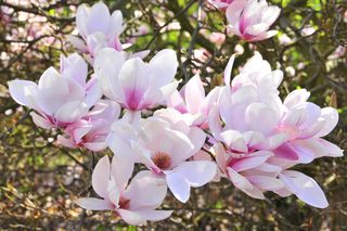 Festiwal Hanami w Powsinie. Celebruj wiosnę w japońskim stylu 