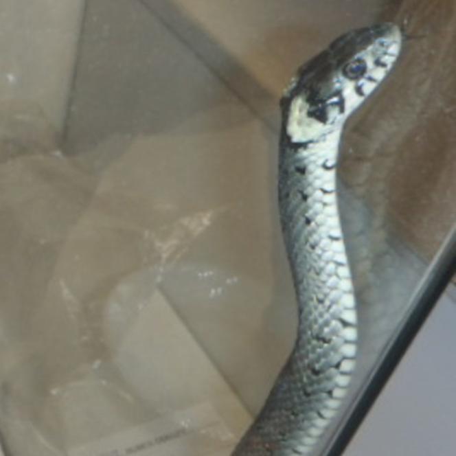 Wąż wślizgnął się do mieszkania w Bydgoszczy! Przerażony mężczyzna wezwała pomoc