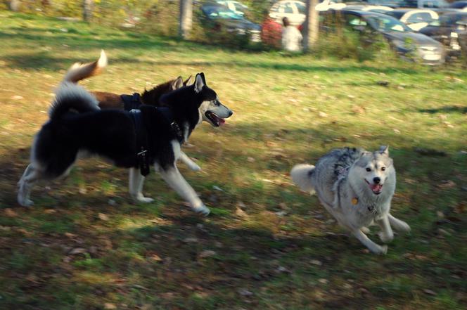 Husky opanowały Psi Park! [GALERIA]