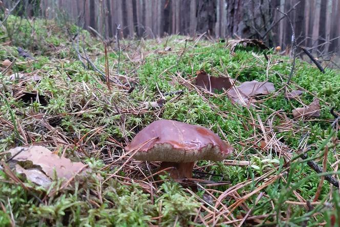 Grzyby licznie występują niemal we wszystkich lasach koło Gorzowa.