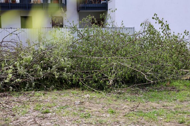 Deweloper nielegalnie wyciął dwa drzewa w Warszawie. Mieszkańcy oburzeni. „Będziemy reagować”