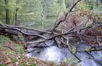 To najładniejszy las w woj. warmińsko-mazurskim. Wybrała go sztuczna inteligencja. Zachwyca naturalnością i historią