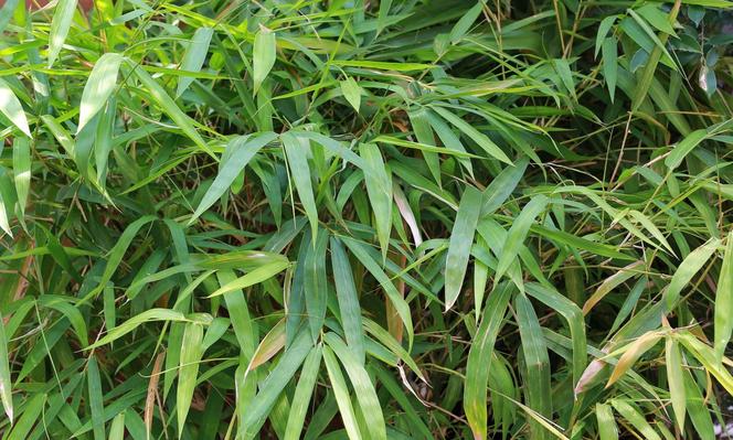 Żywopłot z bambusa