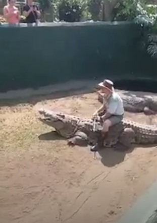  Krokodyl rzucił się na opiekuna podczas przedstawienia dla dzieci! Wszystko się nagrało. WIDEO