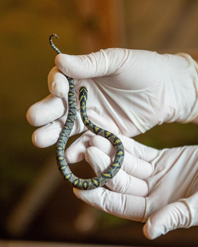 W Orientarium Zoo Łódź wykluły się węże mandaryńskie