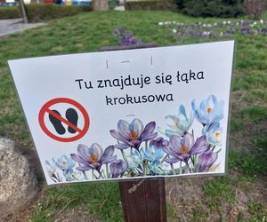 Dywan z krokusów w Rzeszowie