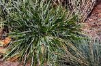 Sesleria błękitna
