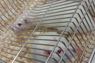 Tymczasowy dom dla uratowanych zwierząt