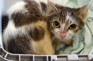 Koci szpitalik w Rzeszowie? Fundacja Felineus walczy o głosy