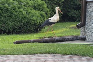 Kajtek bocian podwórkowy