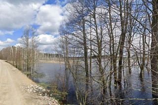 Zatopiony las woj. lubelskie