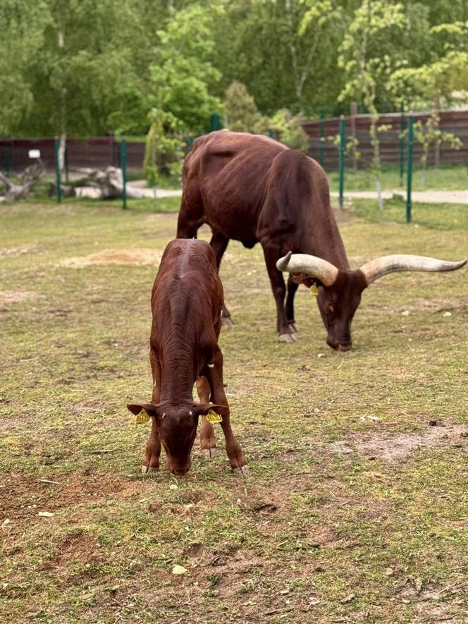 Szalone Małpki nagrywały teledysk w ZOO Leśne Zacisze pod Kielcami