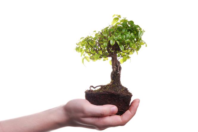 Jak dbać o drzewko bonsai?
