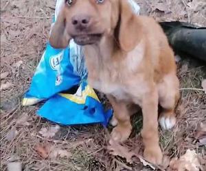 Ktoś spakował psa do reklamówki i porzucił go w lesie [GALERIA]