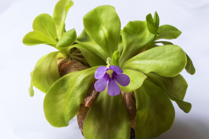 Tłustosz (Pinguicula)