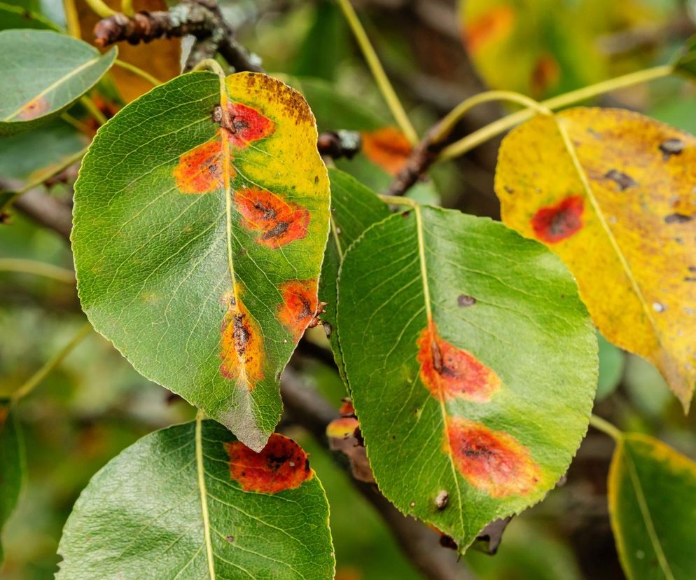 Czy można wrzucić na kompost liście gruszy porażone rdzą?