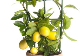 Cytryna zwyczajna - Citrus limon