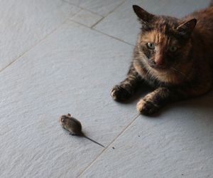 Sposoby na myszy w domu - jak się ich pozbyć