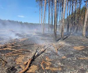 Potężny pożar lasu pod Gorzowem! To było podpalenie?