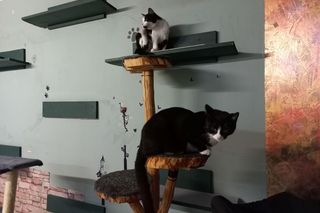 Kociarnia w Lesznie szykuje się do zimy. Potrzebny opał i karma