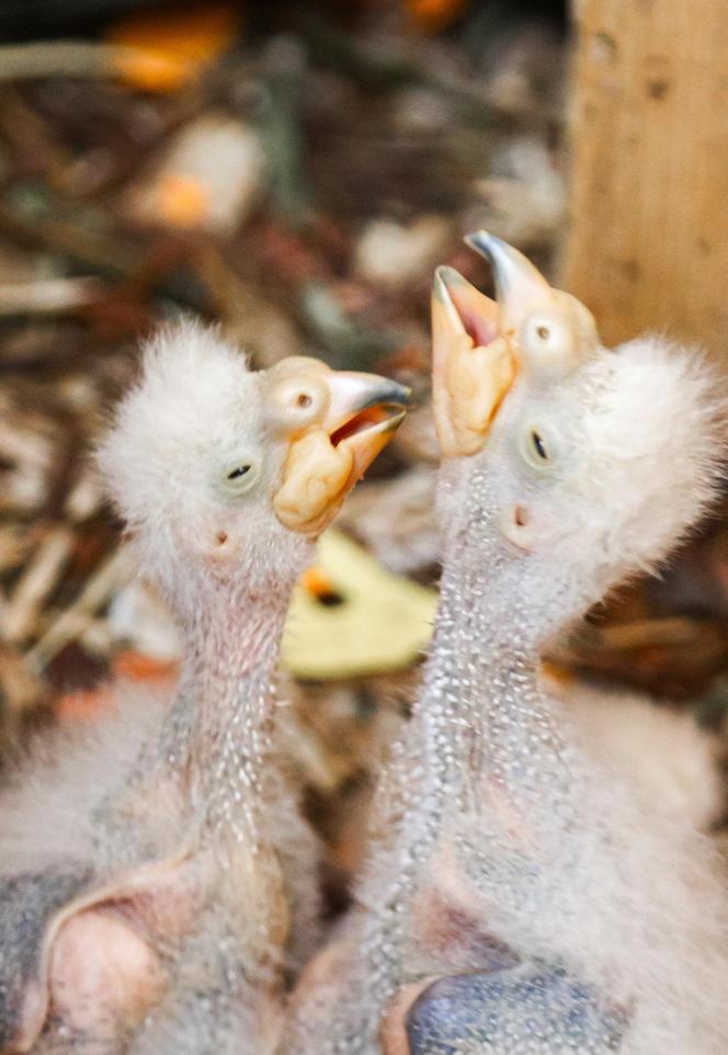 Baby boom w warszawskim ZOO! Są nieporadne, ślepe i całkowicie uzależnione od swoich rodziców