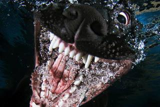 Wodne potwory, czyli zdjęcia psów pod powierzchnią wody [ZDJĘCIA]