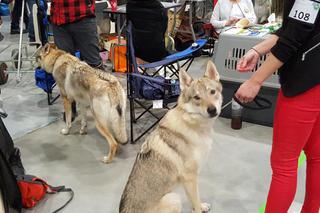 Tysiące psów i odwiedzających. II Międzynarodowa wystawa Psów Rasowych odbyła się w Bydgoszczy