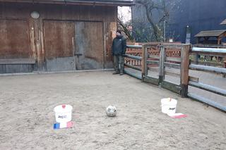 Zidane stawia na swoich. Wrocławski osiołek wytypował wynik meczu Polska - Francja [GALERIA]