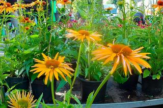 Kiermasz ogrodniczy na Wałach Chrobrego