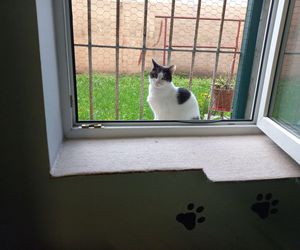 Poszukiwani wolontariusze do pomocy w Kociarni w Lesznie