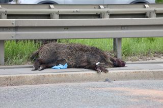 Warszawa sparaliżowana! Karambol po potrąceniu dzika. Kosmiczny korek aż do Marsa