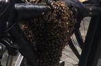 Pszczoły rowerzystki