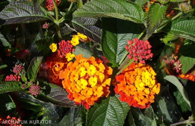 Lantana 