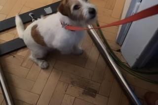 M jak miłość na planie. pies Saper