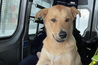 Policjanci z Katowic uratowali młodego psa