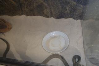 Wąż wślizgnął się do mieszkania w Bydgoszczy! Przerażony mężczyzna wezwała pomoc