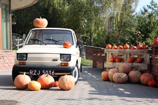 Farma dyń w Lublinie