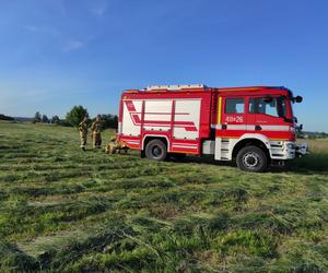 Diabeł zabił Zbyszka. Rozjuszony byk zaatakował rolnika pod Braniewem