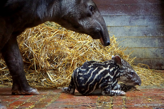 Mała Sara z wrocławskiego zoo