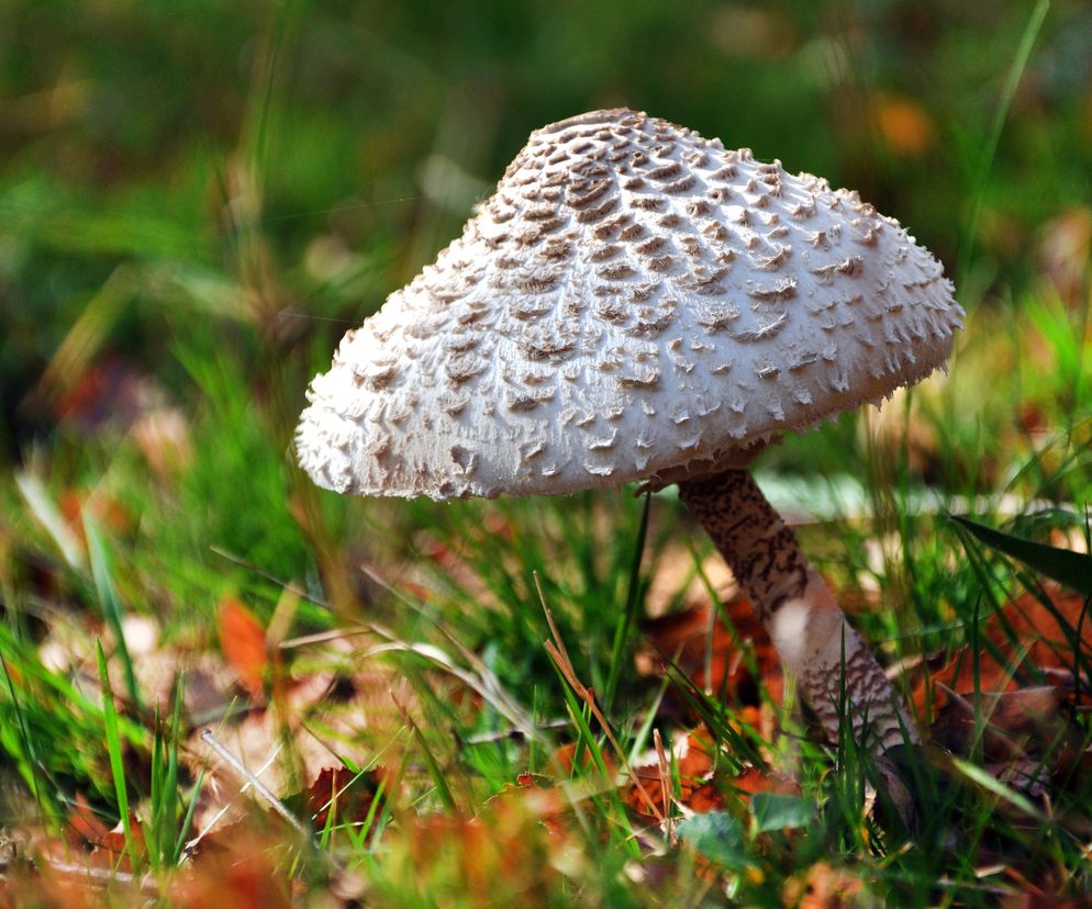 Czubajka kania, czyli sowi parasolnik. Dlaczego warto jeść kanie? Czy kanie są zdrowe?