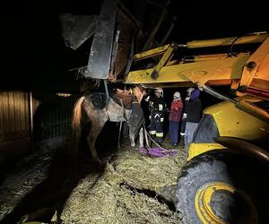 Strażacy z Solca Kujawskiego stawiali konia na nogi! Nietypowa interwencja na wagę życia