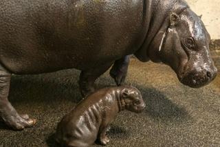 Hipopotam