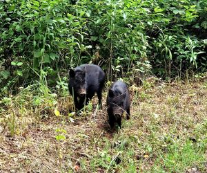 Obcy w Kampinoskim Parku Narodowym. Widziano jeżozwierza i wietnamskie świnie. To nie żart!