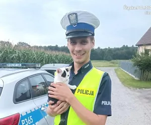 Policjant uratował kotka, który biegał po wiślance. Póżniej pojechał z nim do weterynarza